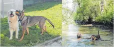  ?? FOTOS: STRAUB ?? Haben gemeinsam Spaß: Hunde beim Spielen in der Laichinger Hundepensi­on von Markus Straub.