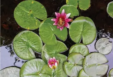  ?? Shuttersto­ck photos ?? Hardy waterlilie­s (right) only open during the middle of the day. Tropical waterlilie­s (left) come as day bloomers or as night bloomers.