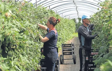  ?? Picture: Dougie Nicolson. ?? Soft fruit growers say that increasing labour costs and low margins mean they cannot afford to sell their crops at lower prices.