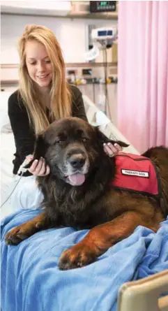  ??  ?? What exactly can a visit from a therapy dog do for a patient? Australian researcher­s says the jury is still out on the precise measurable benefits.