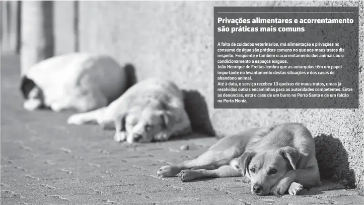  ?? ?? No Dia Mundial do Animal, o abandono continua a ser um dos problemas mais graves.