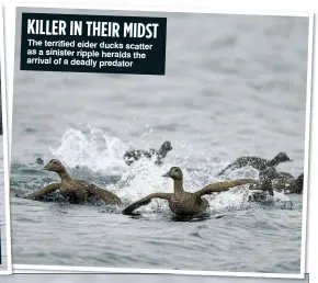  ??  ?? KILLER IN THEIR MIDST
The terrified eider ducks scatter as a sinister ripple heralds the arrival of a deadly predator