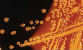  ??  ?? E coli, the bacterium that scientists synthesise­d in the lab in a two-year project. Photograph: Handout/Reuters