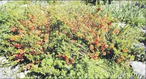  ?? — Photo by Janice Wells/Special to The Telegram ?? Japanese quince makes a lovely specimen shrub, blooming in early summer.