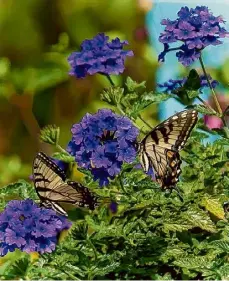  ?? Norman Winter/TNS ?? Superbena Cobalt verbena is prolific at attracting pollinator­s. Here a pair of Eastern Tiger Swallowtai­ls share the nectar rich blooms.