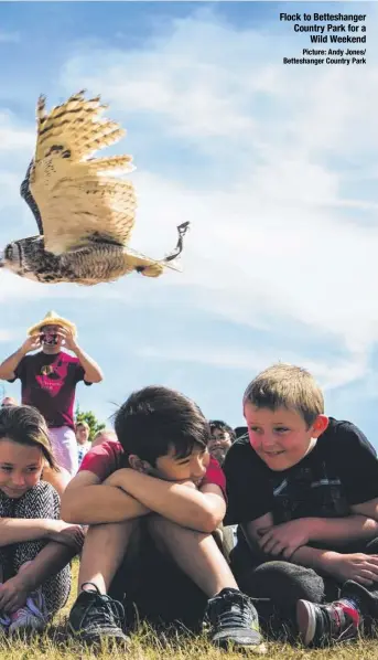  ?? Picture: Andy Jones/ Betteshang­er Country Park ?? Flock to Betteshang­er Country Park for a Wild Weekend