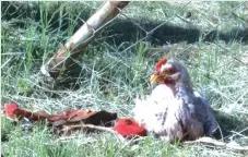  ??  ?? The live chicken at the main entrance of the school