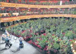  ?? AFP ?? The Uceli Quartet perform for an audience made of plants during a concert that will be later streamed to mark the reopening of the Liceu Grand Theatre in Barcelona, Spain.