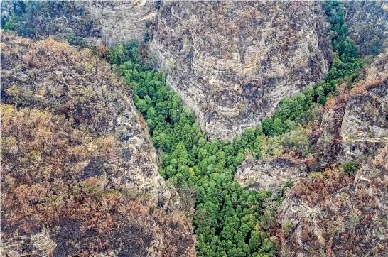  ?? NINE ?? The world’s only stand of Wollemi pines lies deep in a valley in Wollemi National Park north-west of Sydney.