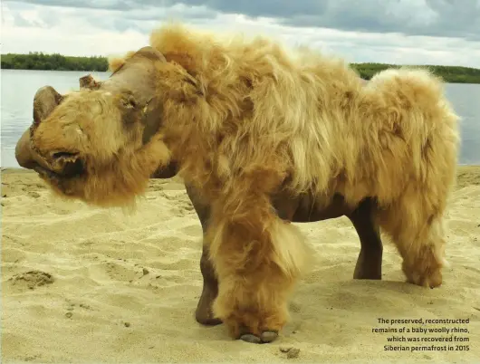  ??  ?? The preserved, reconstruc­ted remains of a baby woolly rhino, which was recovered from Siberian permafrost in 2015