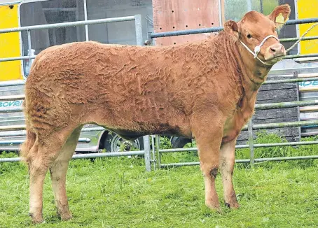  ??  ?? This heifer from Ben Lawers was voted champion in the cattle section.