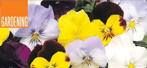  ?? PHOTOS: PAN AMERICAN SEED COMPANY ?? A Cool Wave pansy mixture spreads so much that it can be used as ground cover. They’re also great for use in window boxes, says Jerry Corchelse.