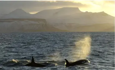  ??  ?? Orcas taking a breath in front of the Icelandic coast at sunset