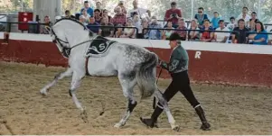  ??  ?? Bei der Show jeden Samstag im Gestüt wird auch klassische Dressurkun­st gezeigt. Mehr Hohe Schule bietet die Königlich Andalusisc­he Reitschule in Jerez de la Frontera.