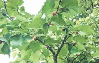  ?? PHOTO: BETTINA VINE ?? Progressiv­e . . . Mulberries ripen in succession, not all at once.