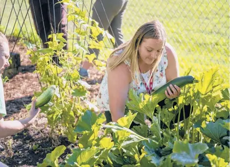  ?? MINNEAPOLI­S STAR TRIBUNE RENEE JONES SCHNEIDER/ ?? Jennifer Larson picks zucchini Aug. 11 in the Perspectiv­es’ Supportive Housing vegetable garden in St. Louis Park, Minnesota.