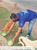  ??  ?? Sampath feeding streeet dogs in Negombo