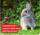  ??  ?? Lockdown hasn’t stopped rabbits doing what they do best