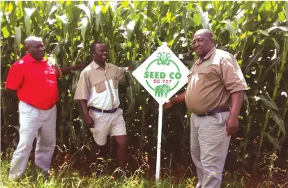 ??  ?? Varimisi vakuru vekuSeed Co, Charles Munyoro (kuruboshwe)naSimba Gotosa (kurudyi) vachiyeva Sc 727 yaVaGomber­a (vari pakati) vekuART farm.