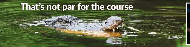  ??  ?? An alligator spotted during the final round of the RBC Heritage golf tournament in Hilton Head Island, South Carolina, but it posed no danger to Webb Simpson (inset) as he won the competitio­n. — AFP