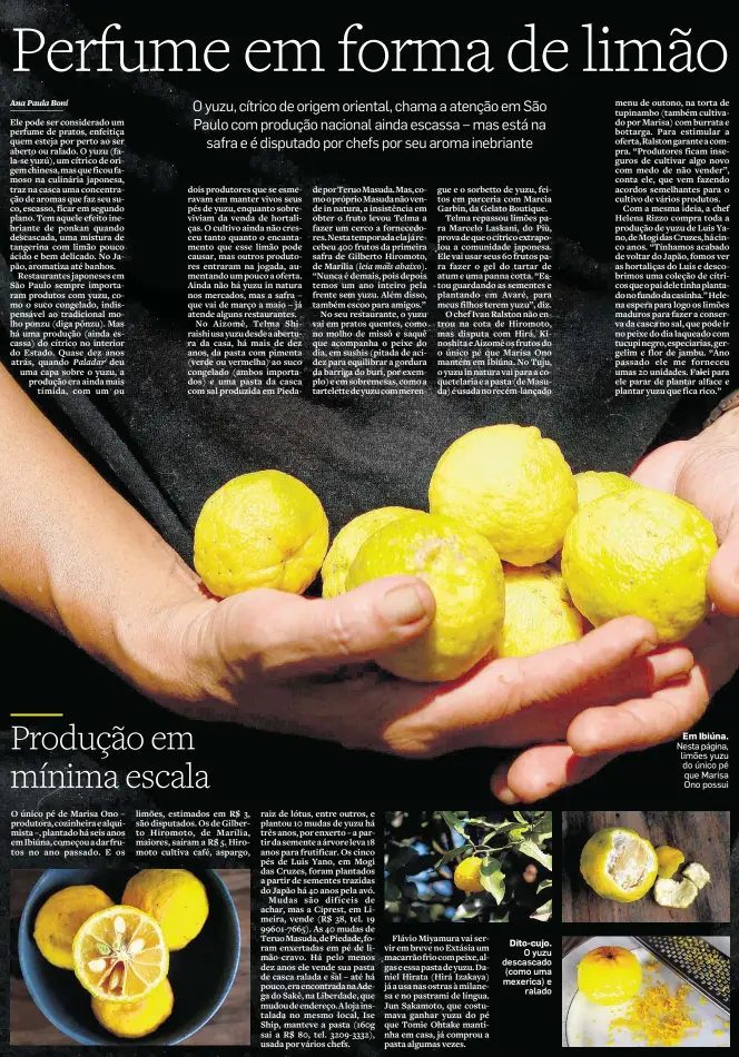  ??  ?? Em Ibiúna. Nesta página, limões yuzu do único pé que Marisa Ono possui