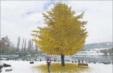  ?? WASEEM ANDRABI/HT ?? ■
A man walking near a maple tree amid snowfall in Srinagar on Friday.