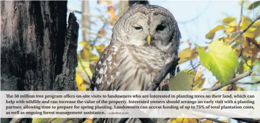  ?? —submitted photo ?? The 50 million tree program offers on-site visits to landowners who are interested in planting trees on their land, which can help with wildlife and can increase the value of the property. Interested owners should arrange an early visit with a planting...