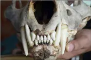  ?? JOSE LOUIES — WTI VIA AP ?? This shows a tiger skull that was seized in 2015 by Indian law enforcemen­t authoritie­s at the border with Bhutan. Authoritie­s in India are concerned a 2020spike in poaching not only could kill more endangered tigers and leopards but also species these carnivores depend upon to survive.