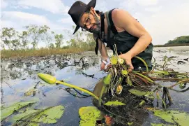 ??  ?? Good shepherd: Carlos Magdalena collecting waterlilie­s in Australia