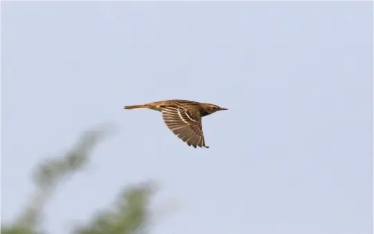  ?? ?? ELEVEN: Pechora Pipit (Long Valley, Hong Kong, 10 October 2016). Flying Pechora Pipits can be frustratin­gly silent and pose real identifica­tion problems – try to see it on the ground! Neverthele­ss, some features may be discerned in photograph­s, as here. Note the spotted rump and, particular­ly striking in this image, the bold white wing-bars either side of a dark greater covert ‘panel’.