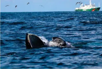  ?? ?? ▲Rorqual de Bryde au large de la Guyane - Photo R.Rinaldi/Greenpeace évasion Tropicale