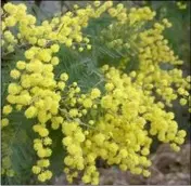  ??  ?? Acacia dealbata- mimosa tree