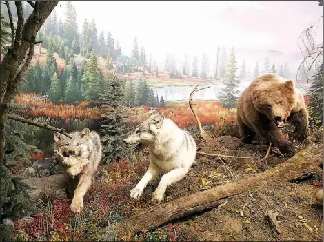  ??  ?? A grizzly bear chases wolves in a diorama created for Wonders of Wildlife in Springfiel­d, Mo. The new Bass Pro Shop-based attraction is crammed with creatures, both living and stuffed.