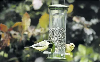  ?? BILD: NABU OLDENBURG ?? Platz für Vögel: Futtersäul­en sind für die Vögel sicherer als Futterhäus­chen.