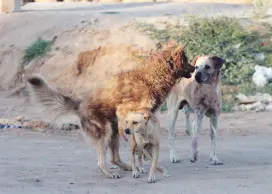  ?? ?? l Una jauría de perros salvajes está atacando crías de ganado.