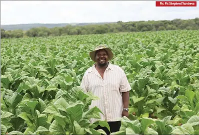  ?? ?? Vincent Mushayakar­ara poses for a photo in part of his 37-hectare tobacco field in Trewlaney yesterday
Pic: Pic Shepherd Tozvireva