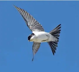  ?? Photos: Freepik ?? House martin