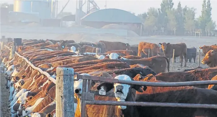  ?? ?? Integració­n. Al fondo, los silos y galpones donde se almacenan los granos y elaboran las dietas; al frente, los novillos que transforma­n el maíz en carne para diversos mercados.