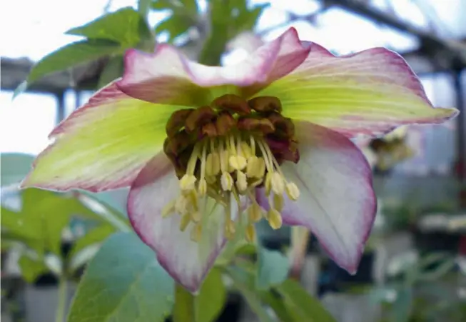  ??  ?? Sur un site de six hectares, le jardin de Bellevue présente de nombreuses collection­s de roses, anciennes et modernes, ainsi que deux collection­s nationales d'hellébores et de méconopsis (Beaumont-le-hareng-cdt 76).