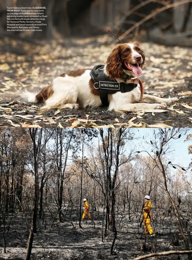  ??  ?? Taylor takes a short rest. CLOCKWISE, FROM RIGHT Ryan and his dog work on the edge of bushfire zones where surviving koalas have retreated to; Ryan has worked with koala detection dogs for National Parks, forestry, Koala Hospital and local councils around Port Macquarie, Kempsey and Taree; the charred earth near Lake Innes.