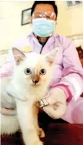  ?? GUSLAN GUMILANG/JAWA POS ?? TERAPKAN PROTOKOL: Dokter hewan Era Hari Mudji saat memeriksa seekor kucing kemarin.