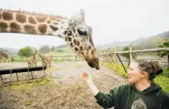  ??  ?? Nikki Smith, who fought to save the safari, feeds a giraffe Monday.