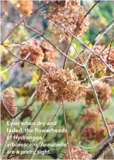  ??  ?? Even when dry and faded, the flowerhead­s of Hydrangea arborescen­s ‘Annabelle’ are a pretty sight.