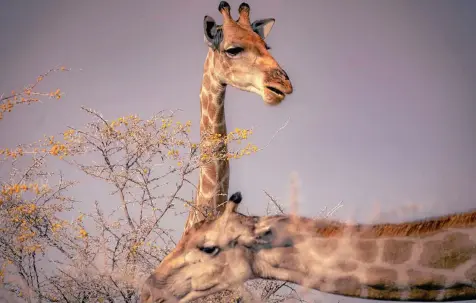  ?? REBECCA KRIZAK / DPA ?? Die Zunge von Giraffen ist unempfindl­ich. Dornige Äste stören die Tiere deshalb nicht.