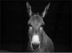  ?? ?? A donkey named Pantin at a farm known as the Donkey’s Apiary, in Toulouse, France.