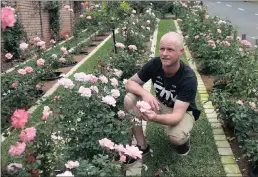  ??  ?? James Easton is worried about the effect that the installati­on of fibre-optic cabling might have on the beautiful rose garden he has grown outside his Durban North home.