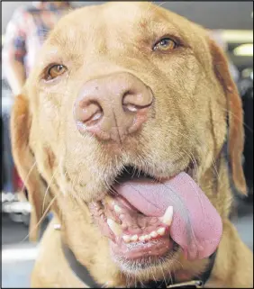  ?? LYNN CuRWIN/tRuRO DAILY NEWs ?? Kingston can often be seen greeting customers at the Salvation Army Thrift Store in Truro. The dog was recently presented with a certificat­e for his volunteer work.