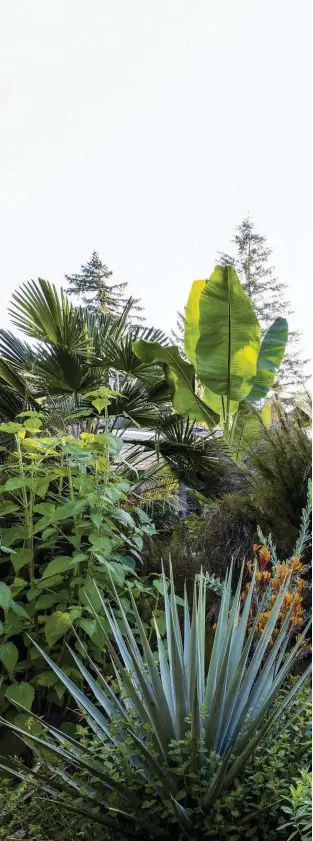  ??  ?? At the rear of the house, the tall palm Trachycarp­us wagnerianu­s and banana plant Musa sikkimensi­s provide a striking backdrop for a diverse range of plants that includes several cultivars of Anigozanth­os flavidus, the yellow and orange flowerhead­s of which merge with the distinctiv­e pale-yellow flowers of Erythroste­mon gilliesii in the centre. Behind this the restio, Rhodocoma capensis, which has become a firm favourite of John’s, stretches its raggedy, dark-green stems towards contrastin­g blue-green spikes of Yucca schottii in the foreground.