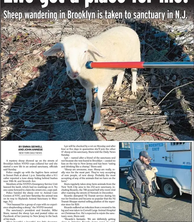  ?? NYPD/DCPI ?? Members of the NYPD’s Emergency Service Unit take a sheep found wandering in Brooklyn into custody. Where the animal came from is a mystery, and no one has claimed her.