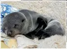  ?? ROBYN EDIE/STUFF 634580588 ?? Lucielle the lost fur seal has a nap at the Knapps’ in Tuatapere.